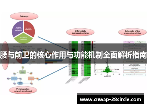 腰与前卫的核心作用与功能机制全面解析指南